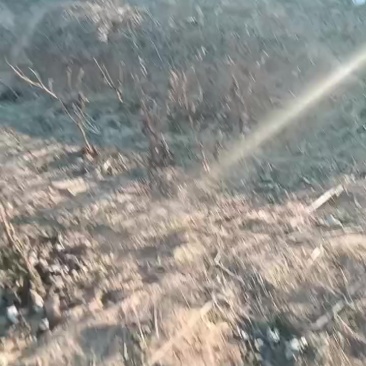 河北速生杨