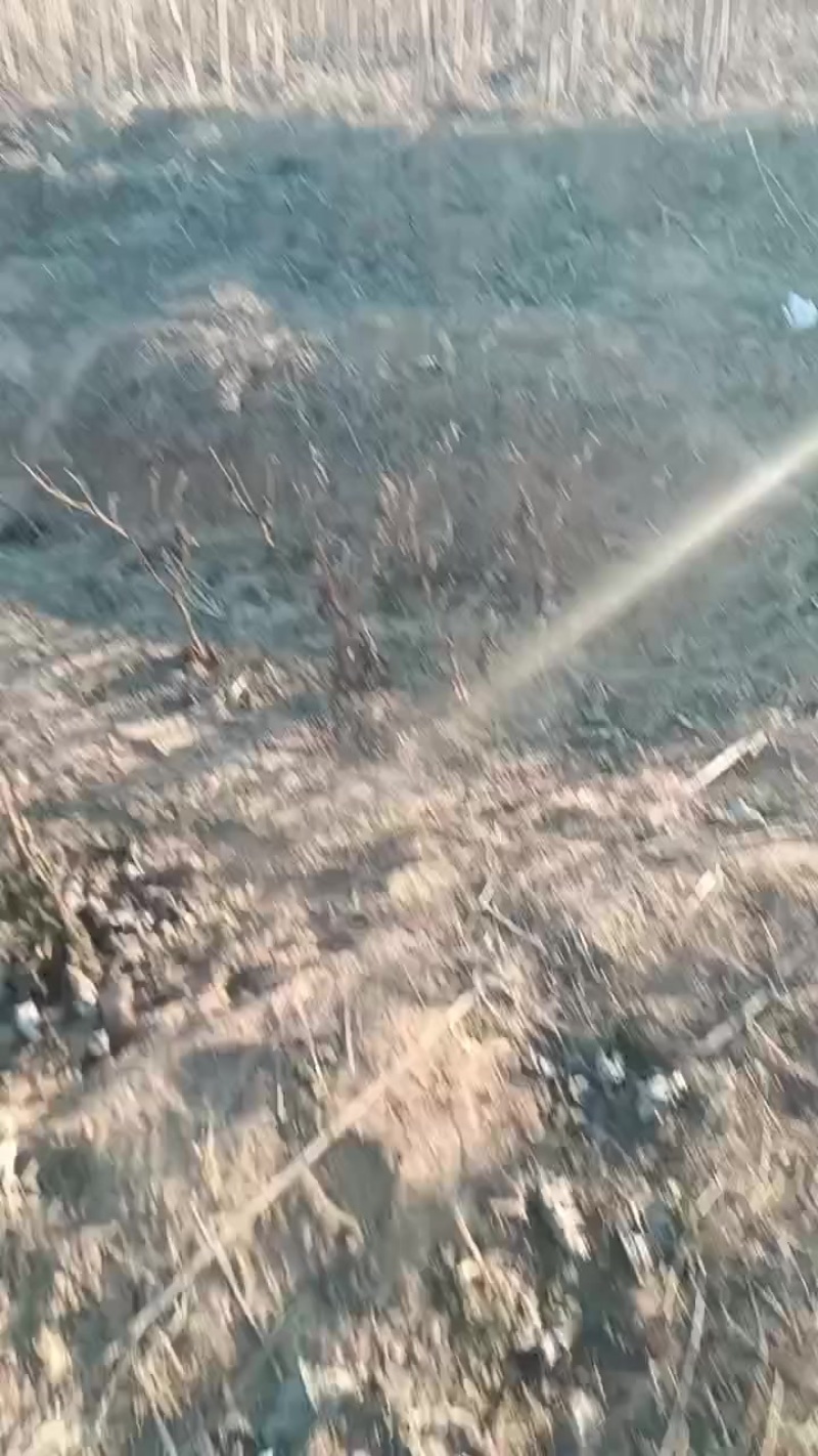 河北速生杨