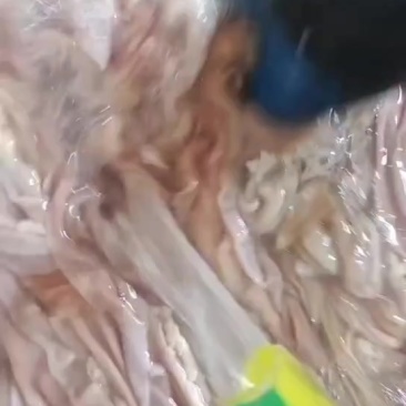 生鲜牛小肠厂家直销品质保证