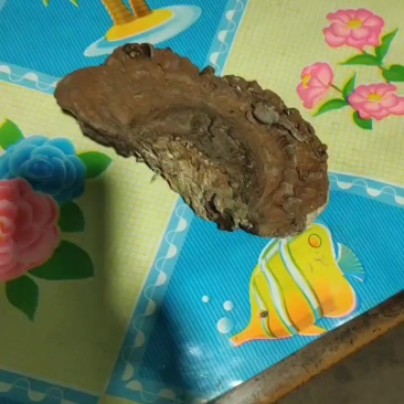 树舌