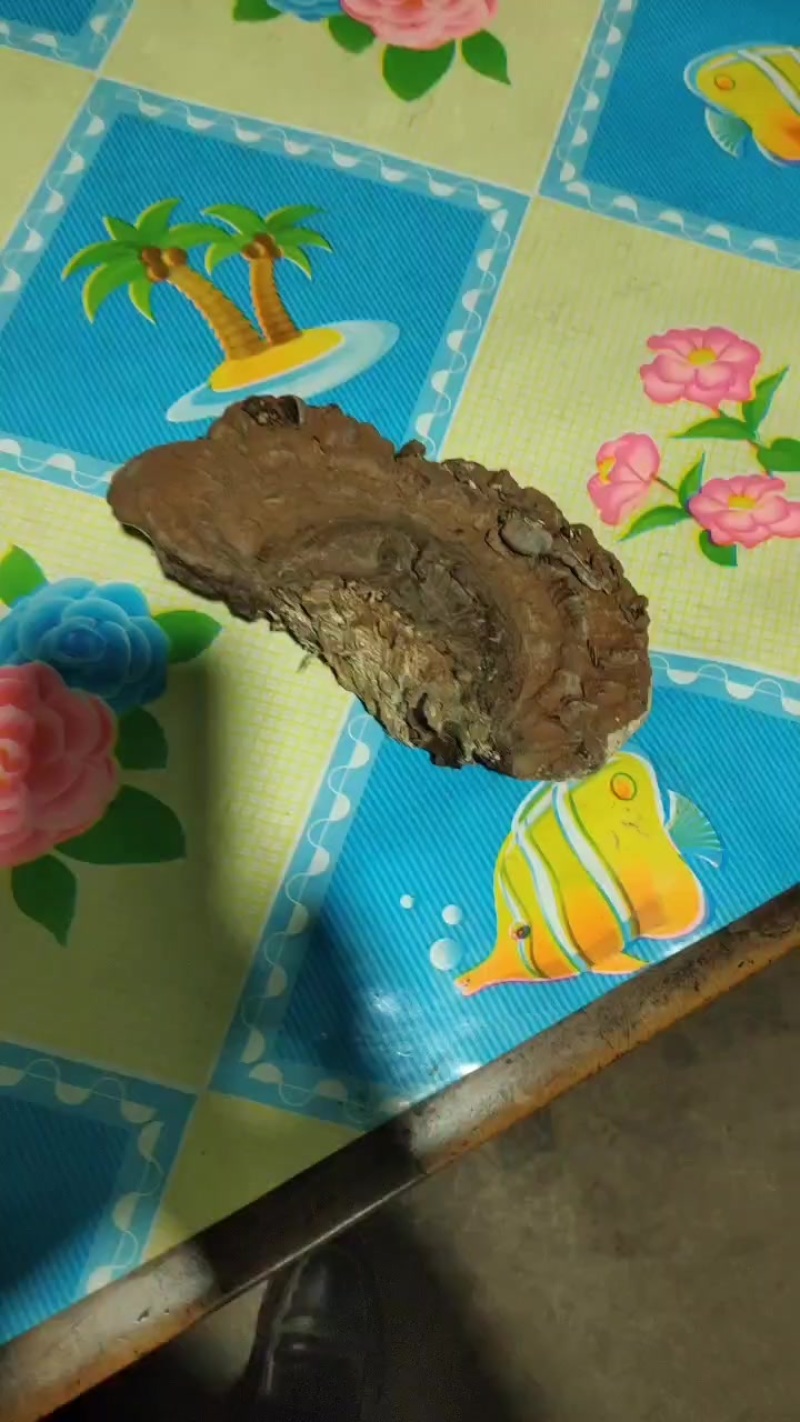 树舌