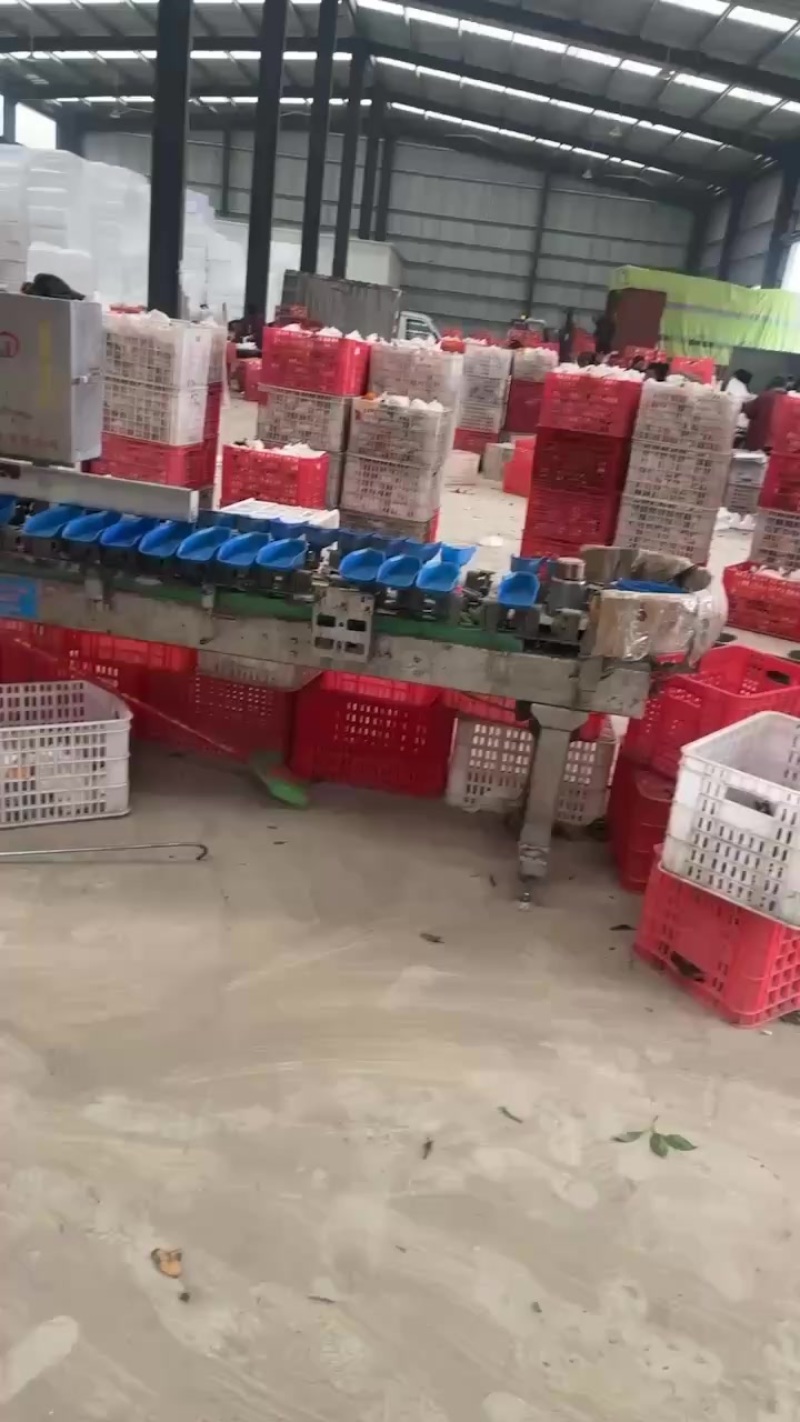 耙耙柑