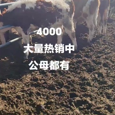 西门塔尔牛犊