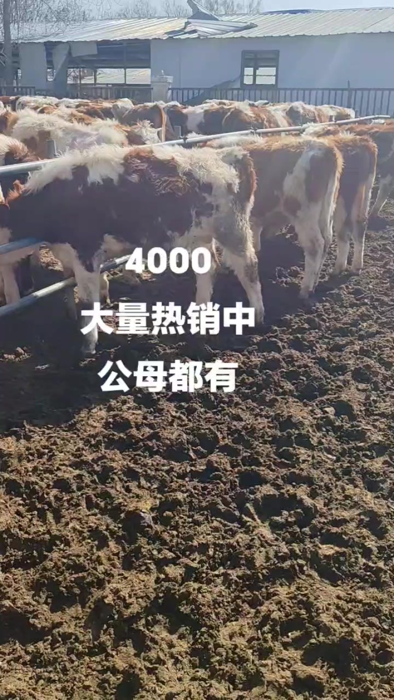 西门塔尔牛犊