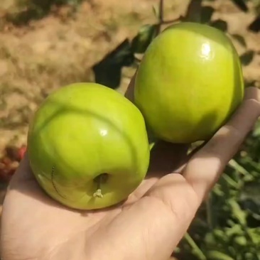 苹果枣