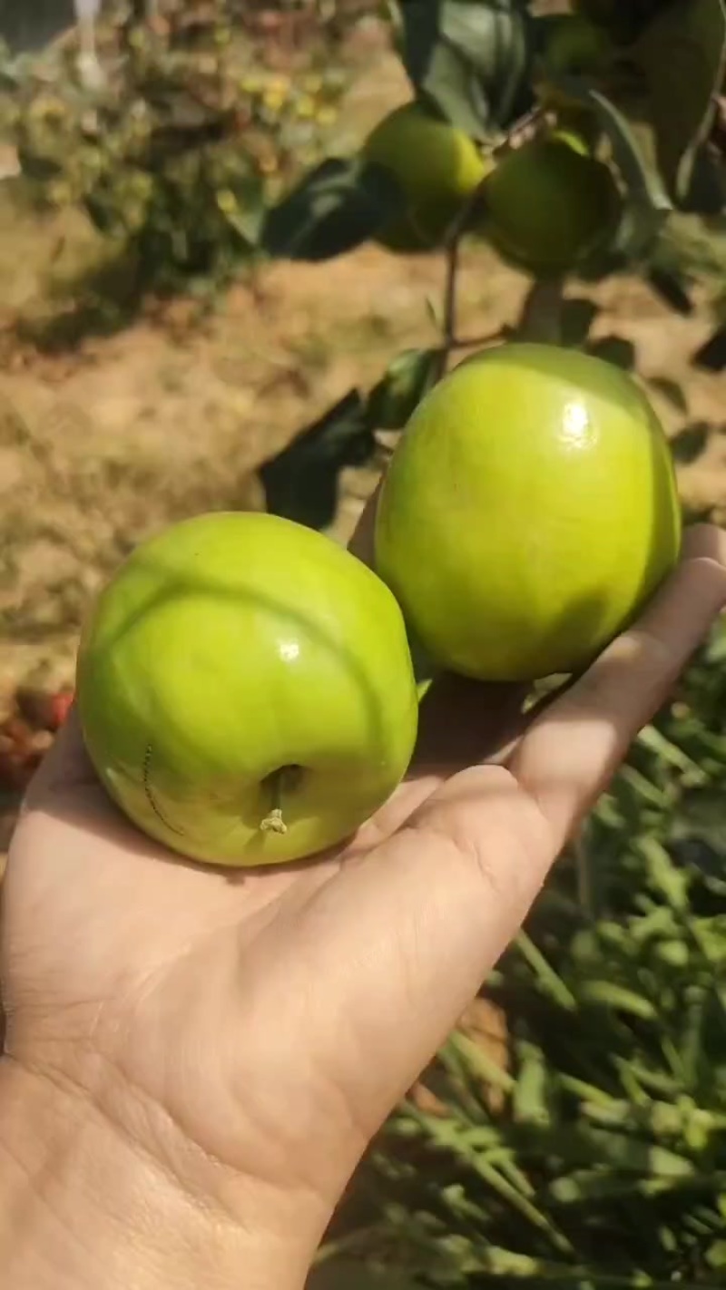 苹果枣