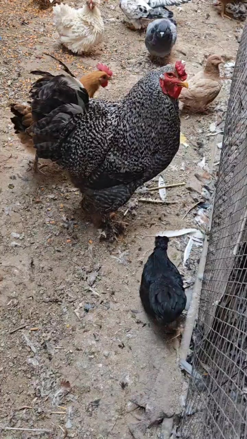 婆罗门鸡雪花婆罗门大红袍婆罗门鸡鸡苗梵天鸡