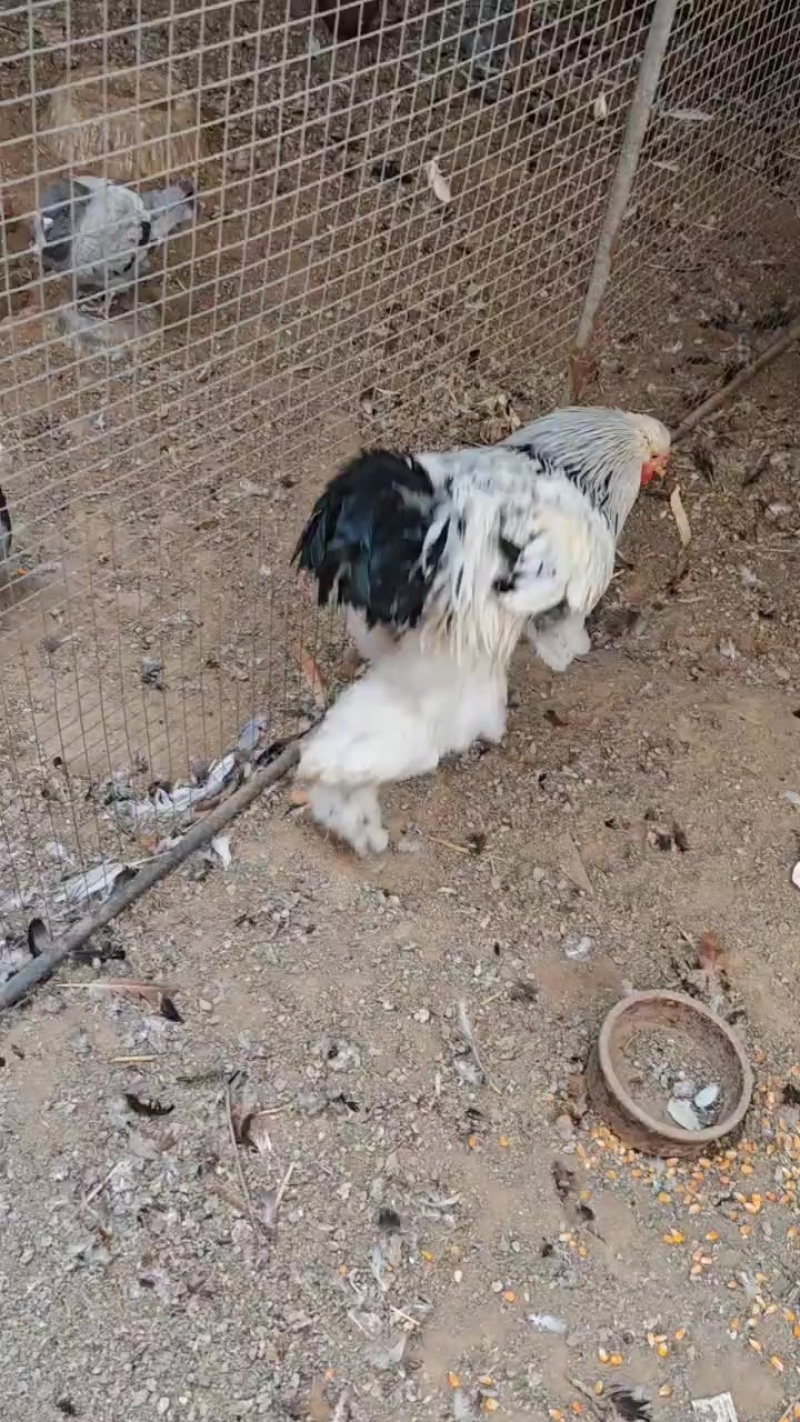 婆罗门鸡雪花婆罗门大红袍婆罗门鸡鸡苗梵天鸡