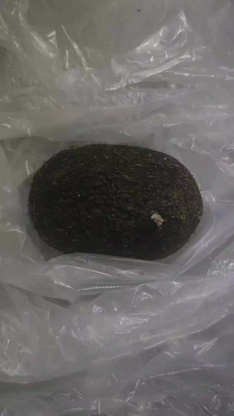猪宝