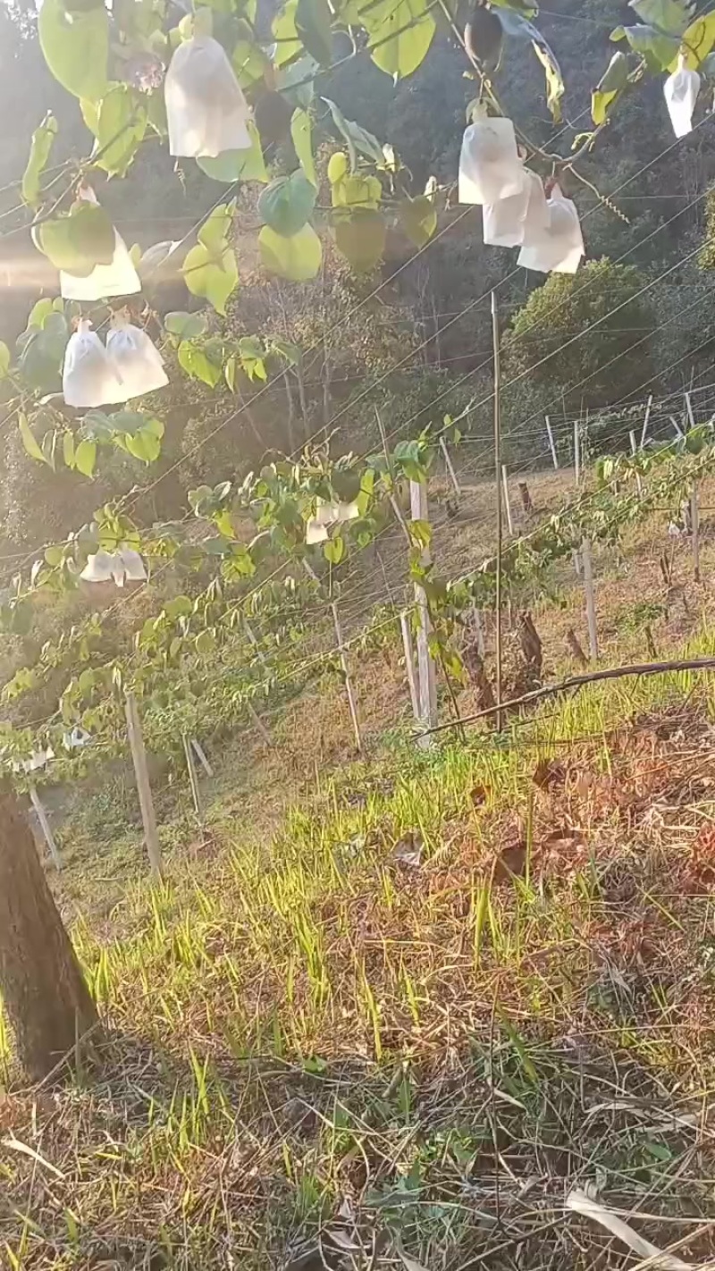 需要的老板看过来哦