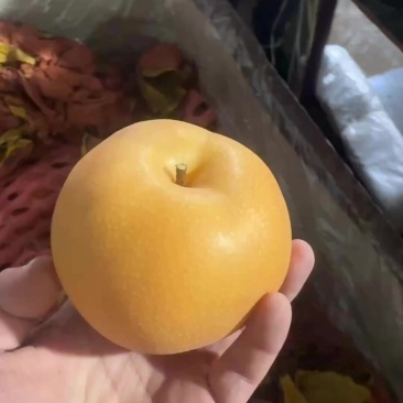 正宗山东莱阳秋月梨，大小规格，品种齐全，发货个大超市！