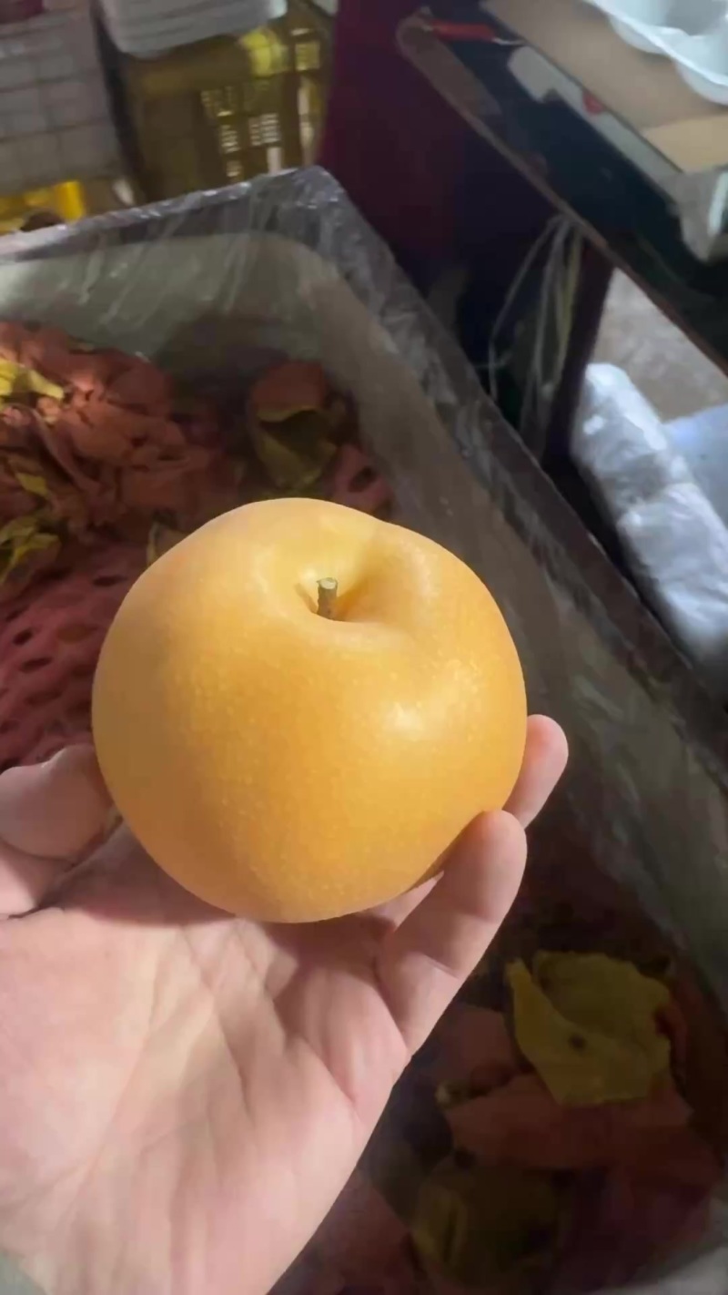 正宗山东莱阳秋月梨，大小规格，品种齐全，发货个大超市！
