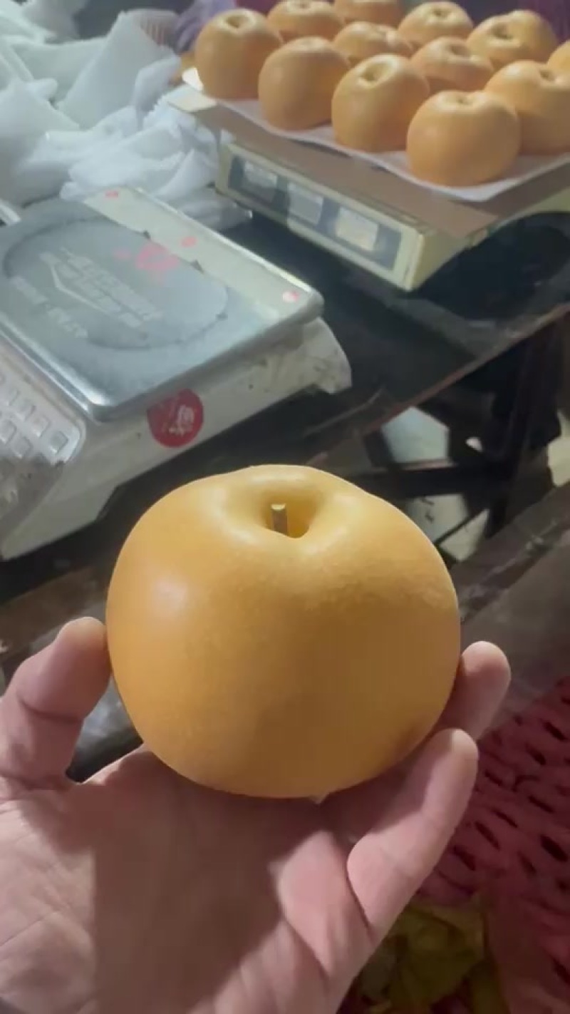正宗山东莱阳秋月梨，大小规格，品种齐全，发货个大超市！