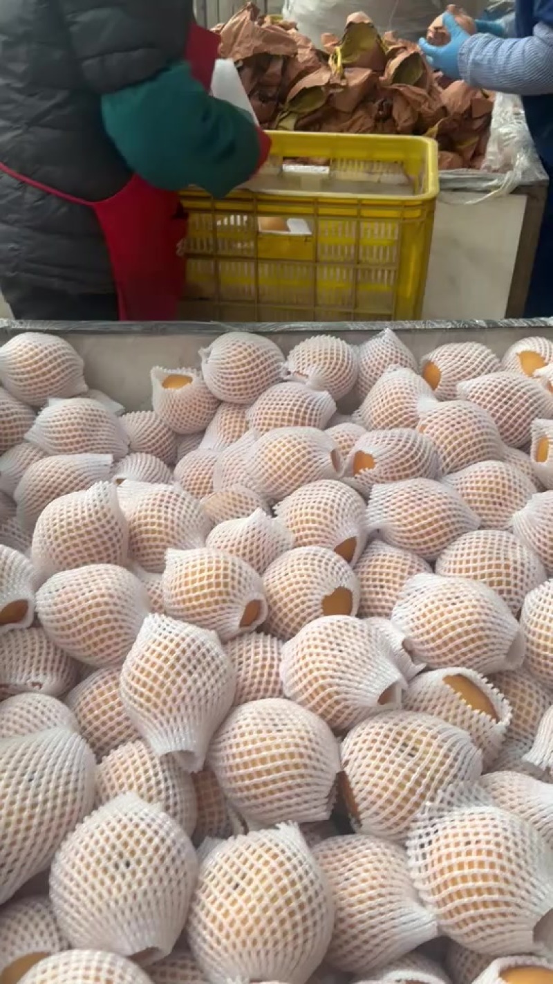 正宗莱阳秋月梨，继续发货，可对接超市，团购，档口