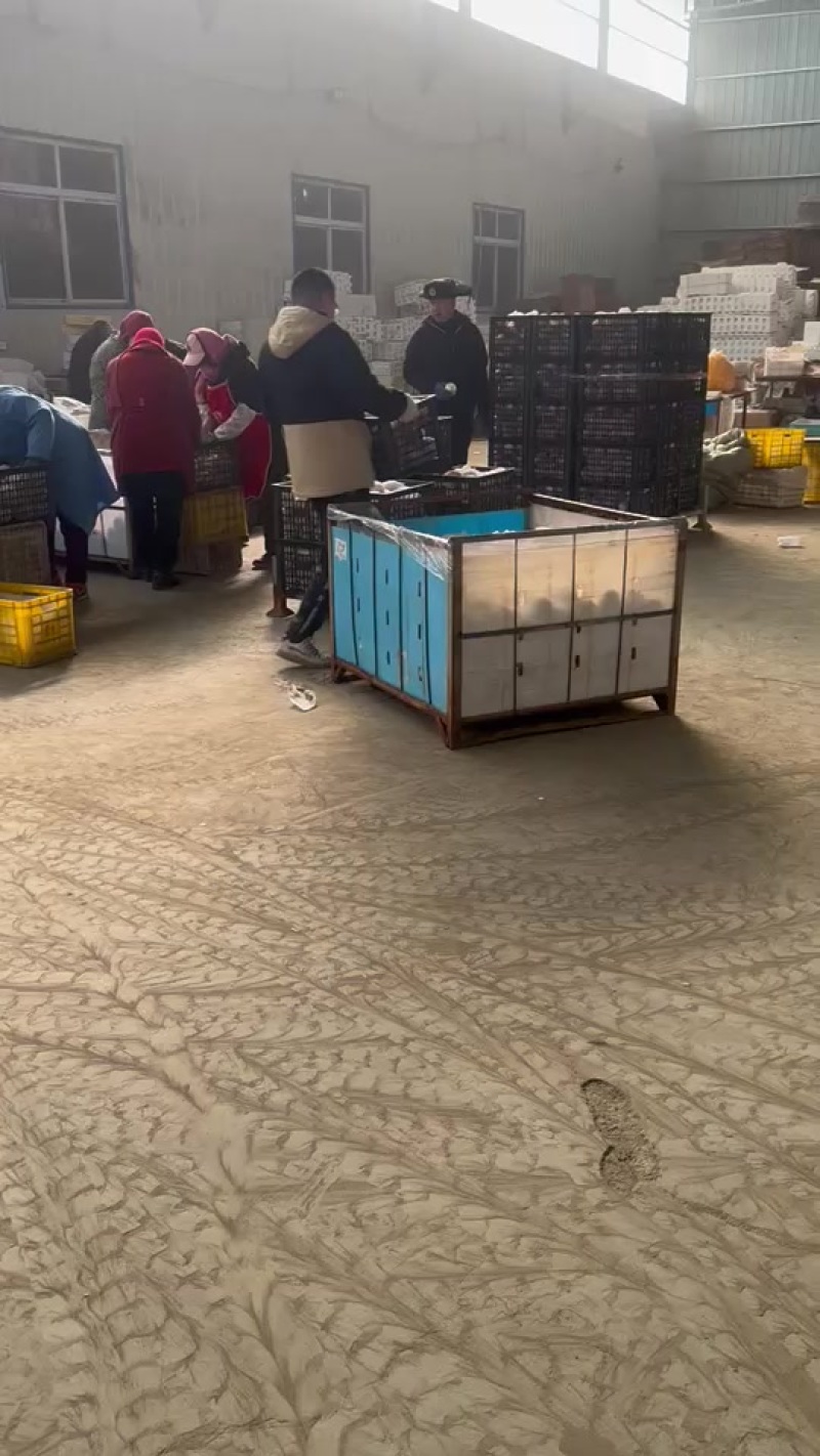 正宗莱阳秋月梨，继续发货，可对接超市，团购，档口