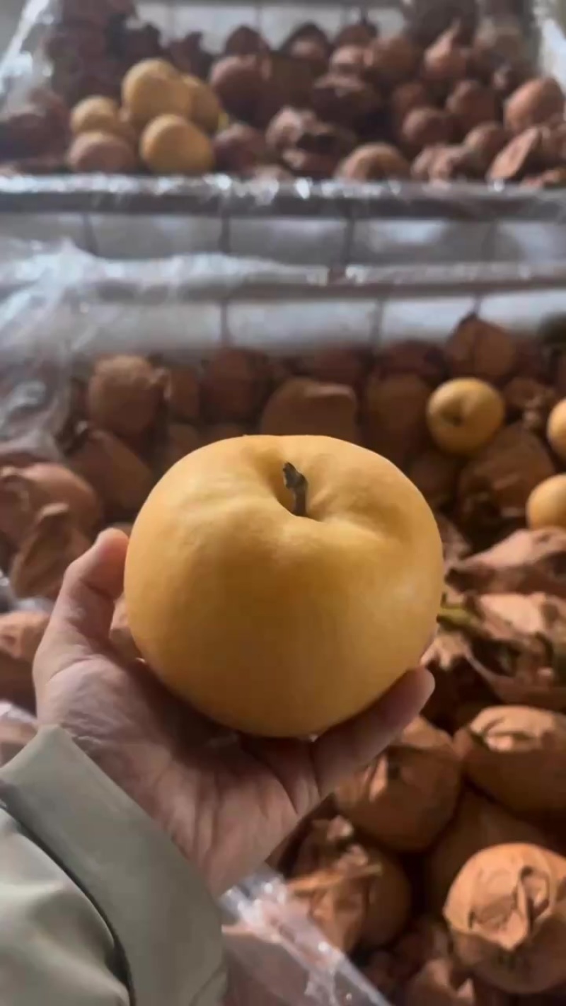 秋月梨原料继续发货，可接全国超市，档口，团购。