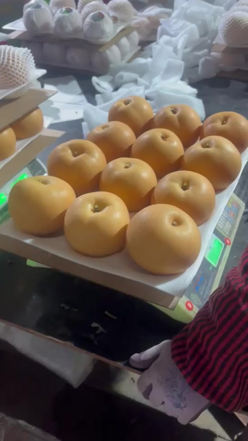 秋月梨原料继续发货，可接全国超市，档口，团购。