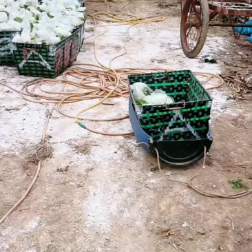 南沙产区A级番石榴