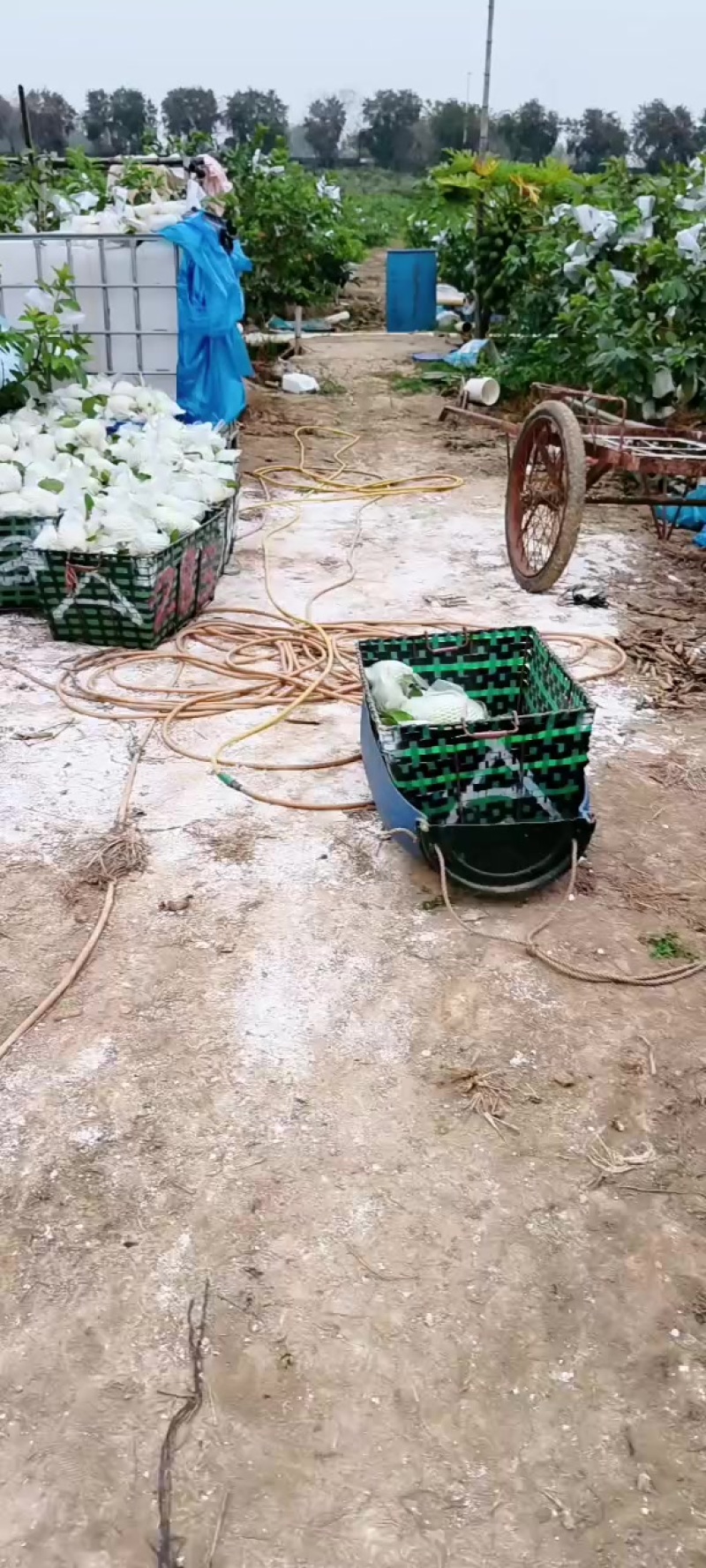 南沙产区A级番石榴