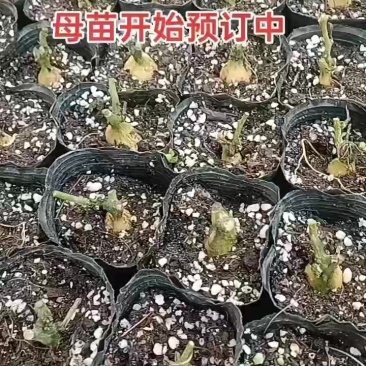 罗汉果苗