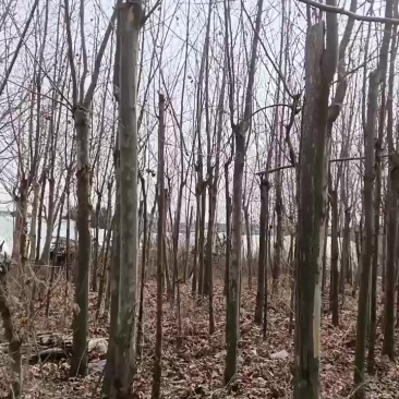 我想出售我家的梧桐树苗