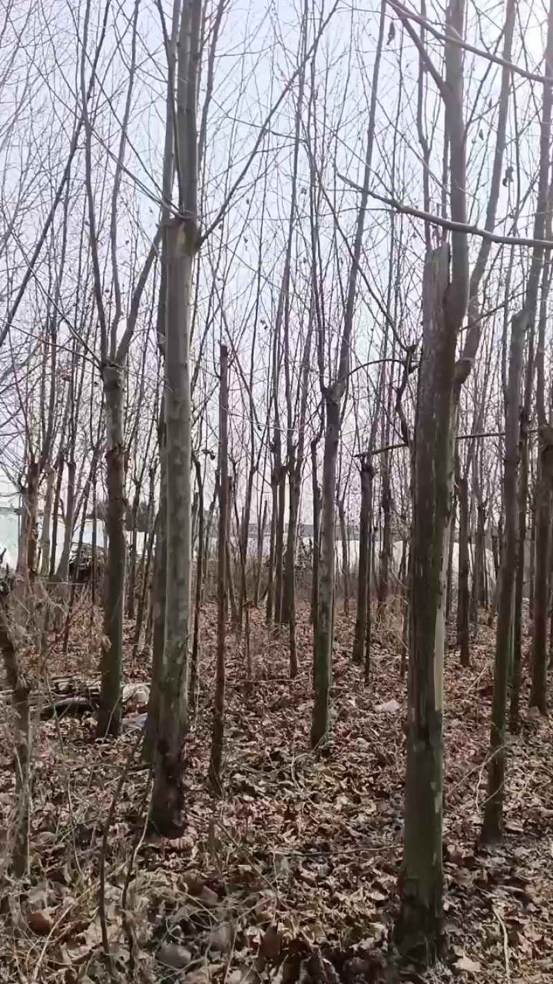 我想出售我家的梧桐树苗