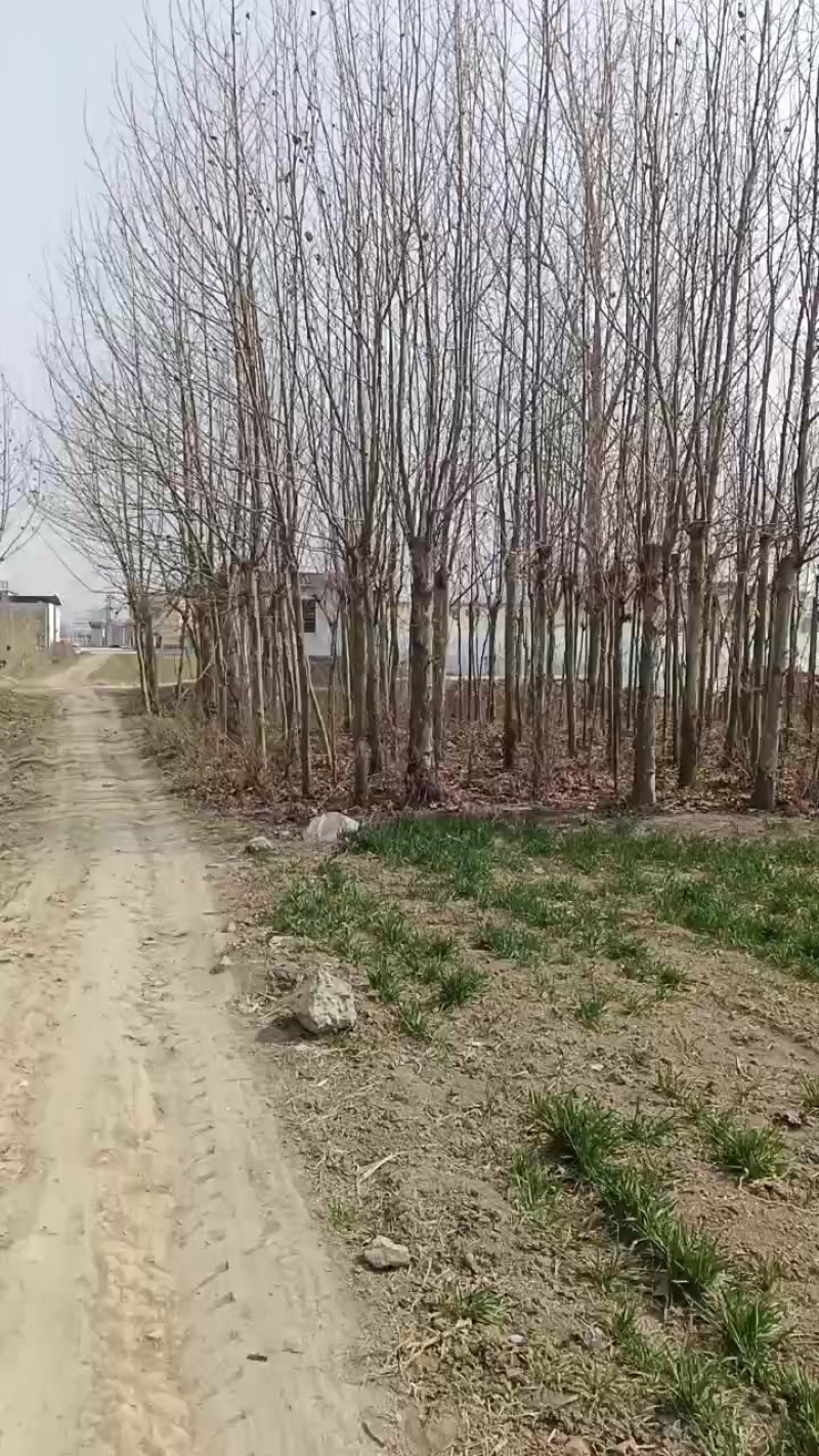 我想出售我家的梧桐树苗
