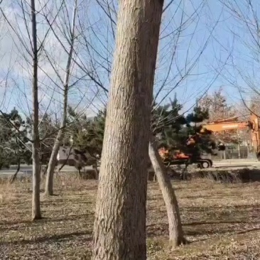 中四六杨树