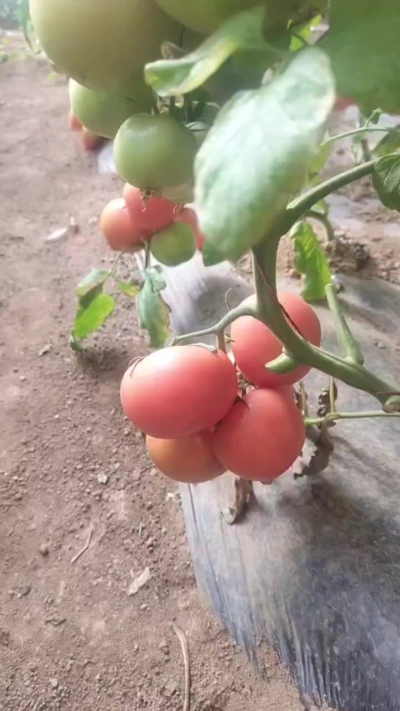 西红柿