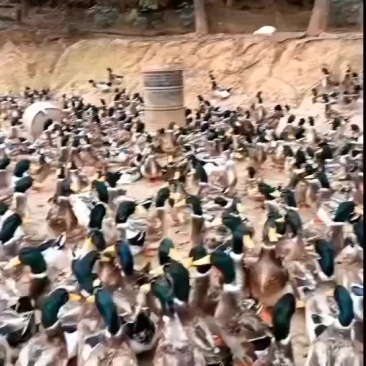 4000玉米鸭
