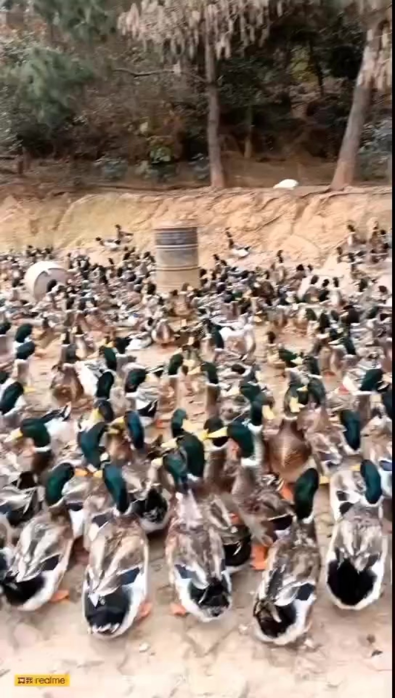 4000玉米鸭