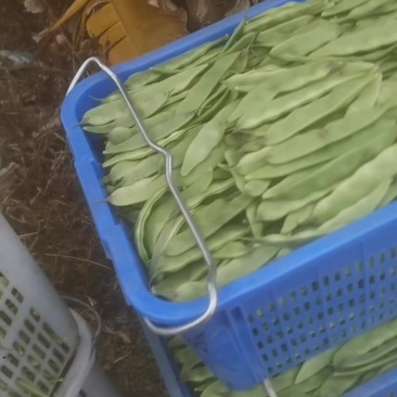 广茂三农果蔬