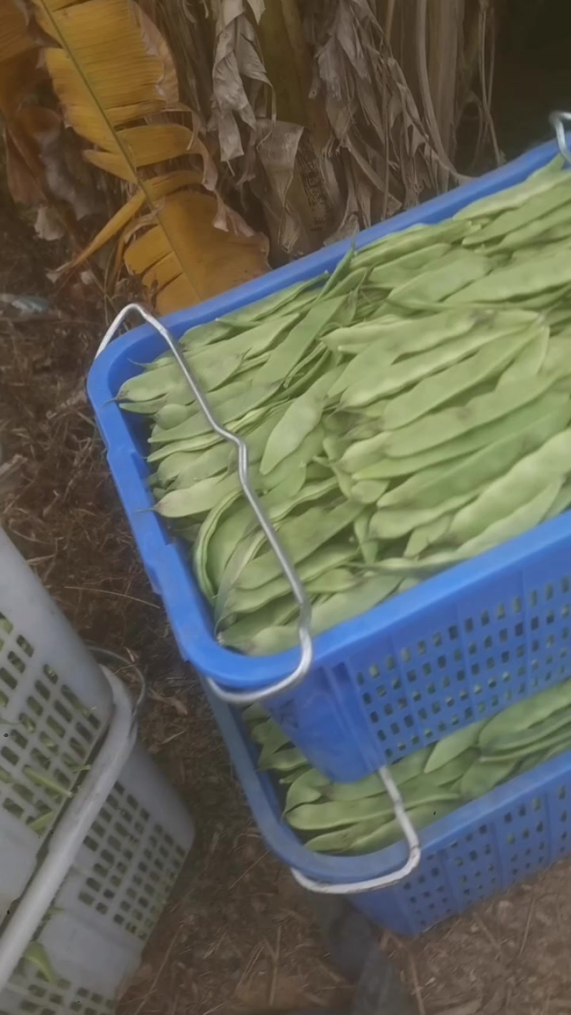 广茂三农果蔬
