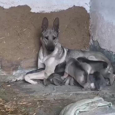 狼青犬，大型犬狼青，公母都有适合警犬军犬