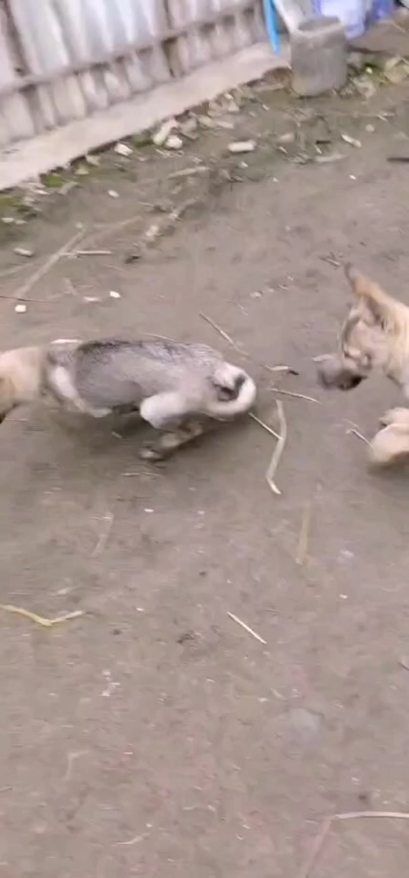 狼青犬，大型犬狼青，公母都有适合警犬军犬