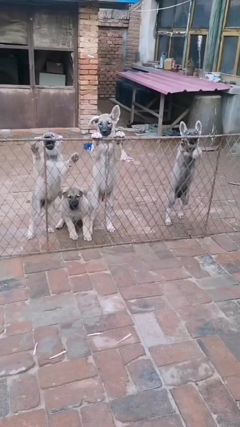 狼青犬，大型犬狼青，公母都有适合警犬军犬