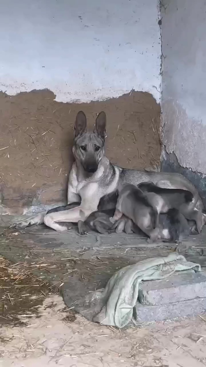 狼青犬，大型犬狼青，公母都有适合警犬军犬