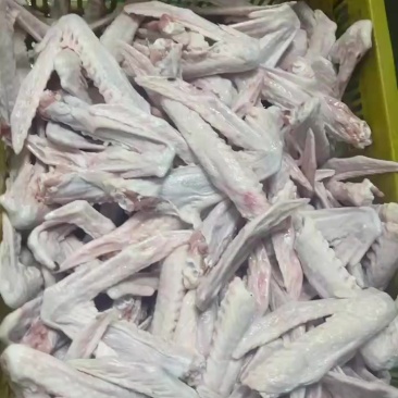 鹅掌翅