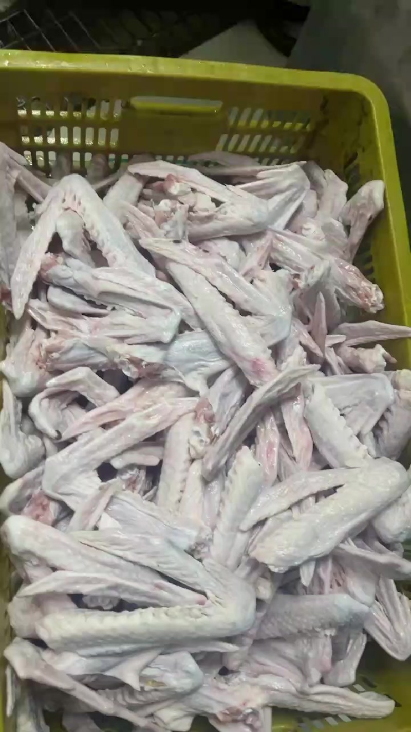 鹅掌翅