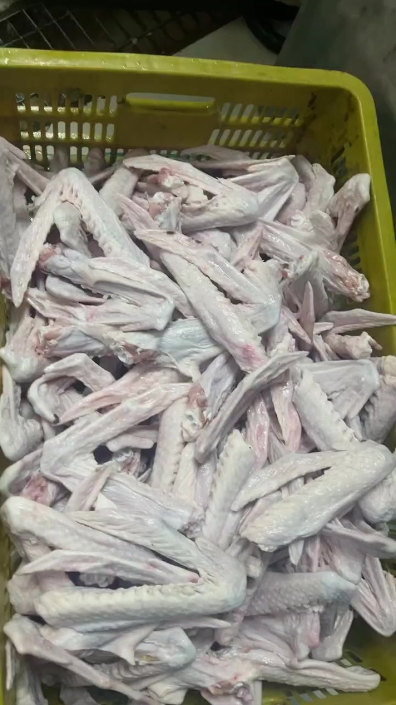 鹅掌翅