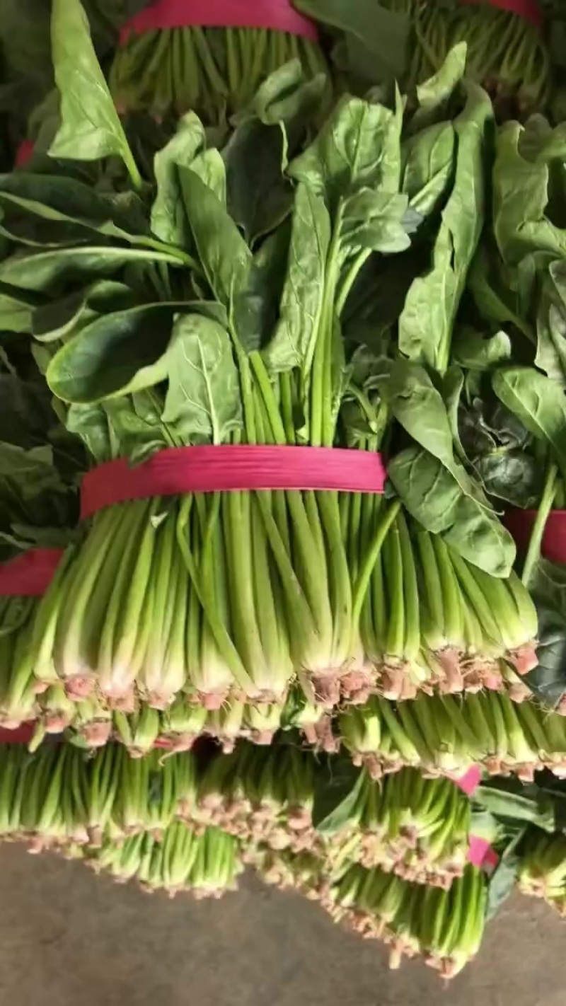 菠菜电商货市场货