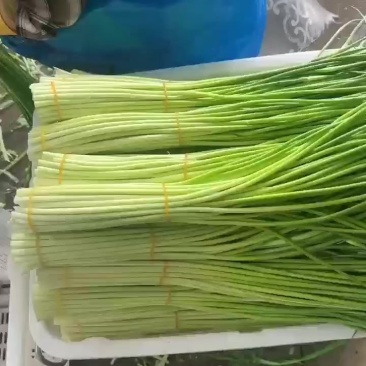 精品蒜苔
