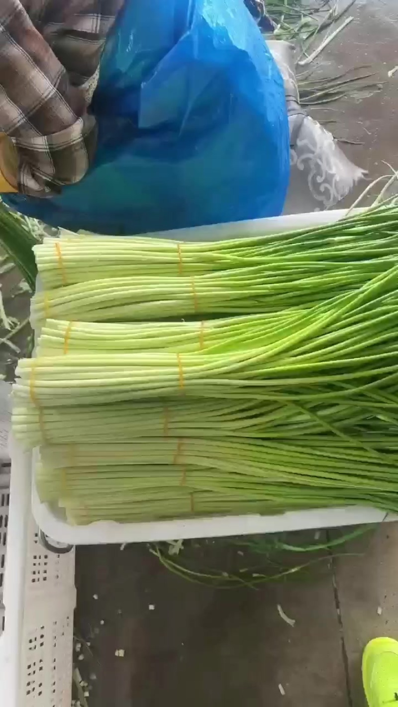 精品蒜苔