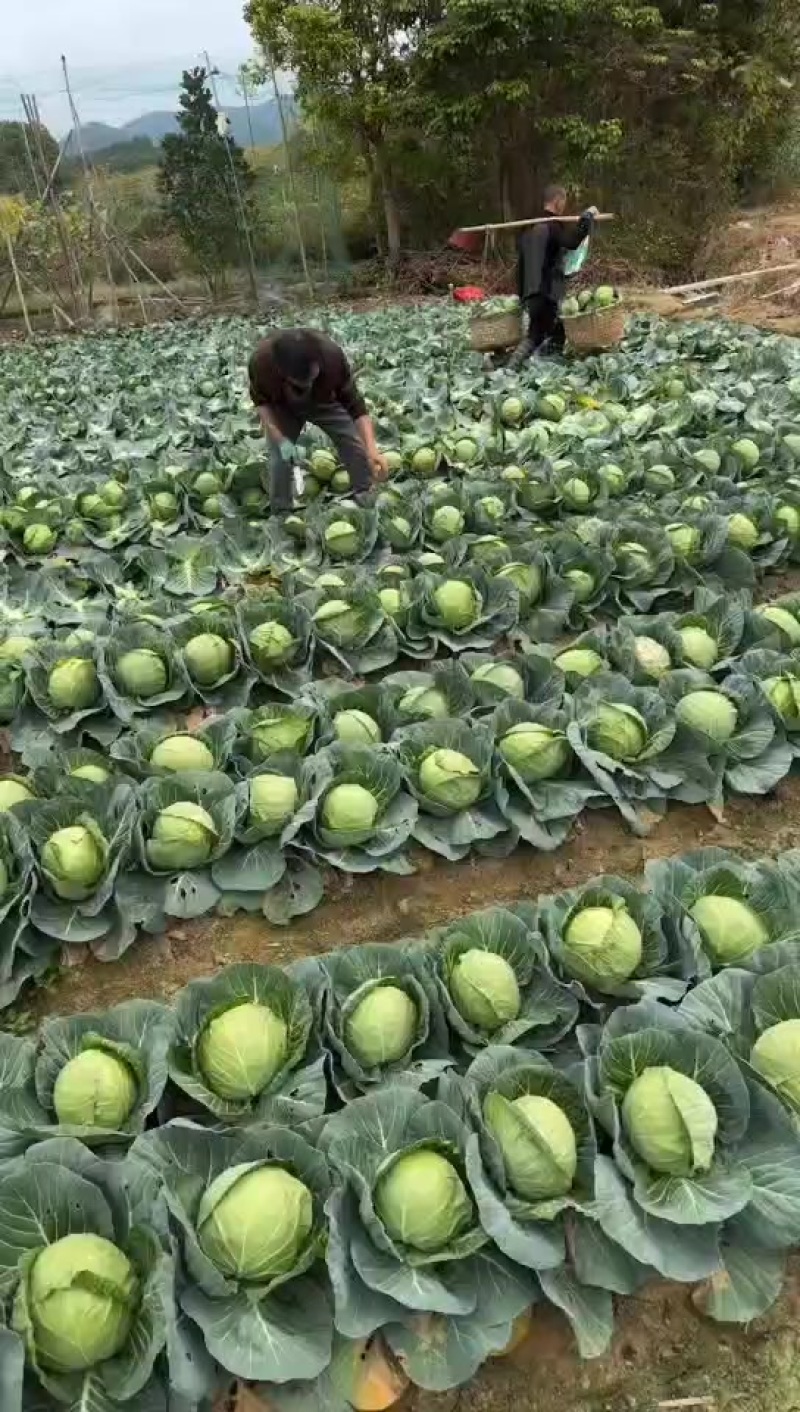甘蓝，大量有货，价格不高，用的联系