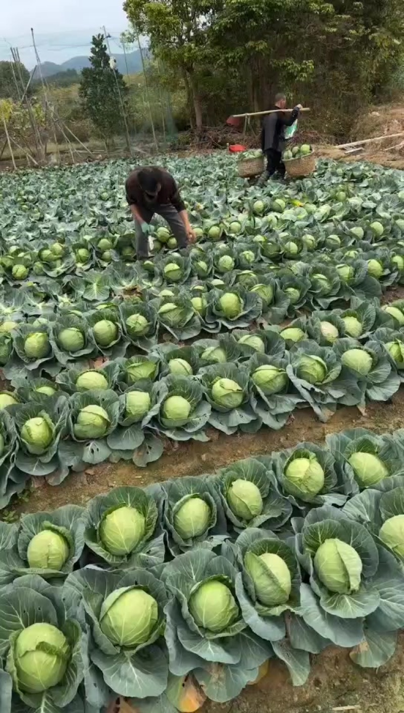 甘蓝，大量有货，价格不高，用的联系