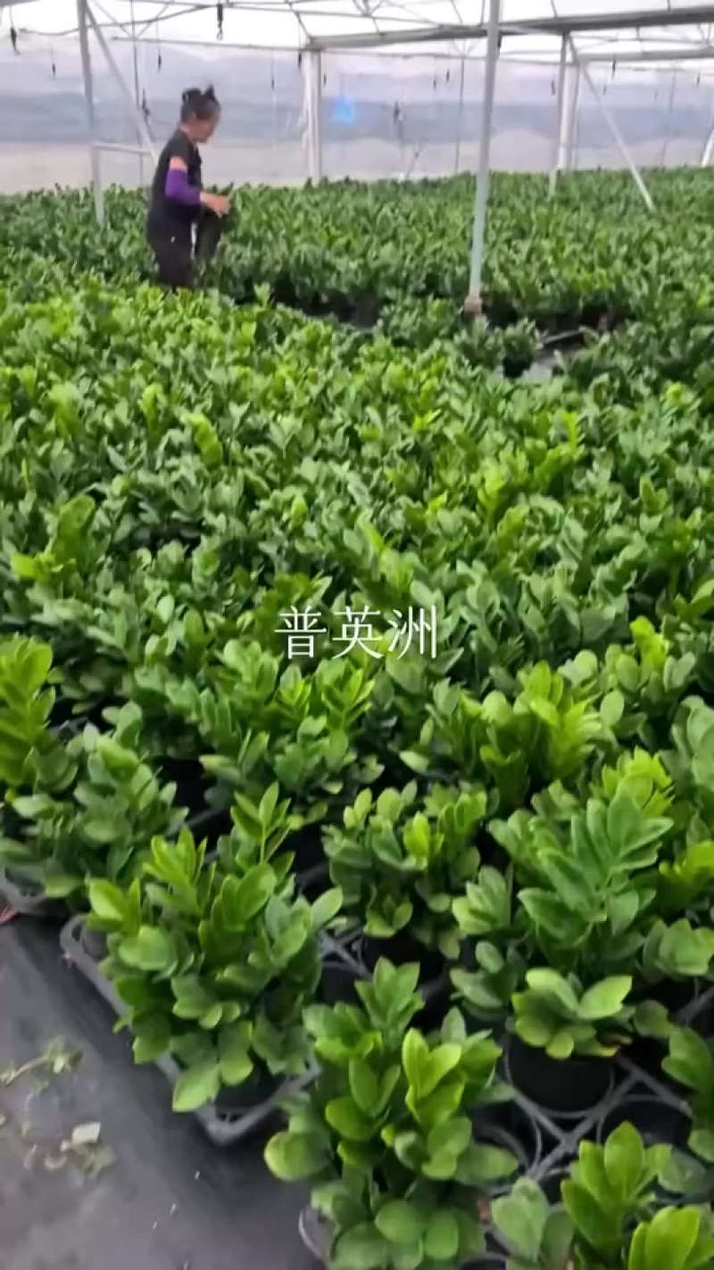 金钱树