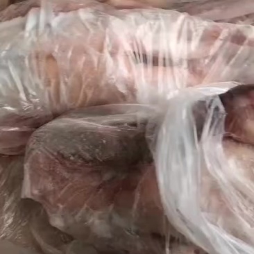 老鹅实拍