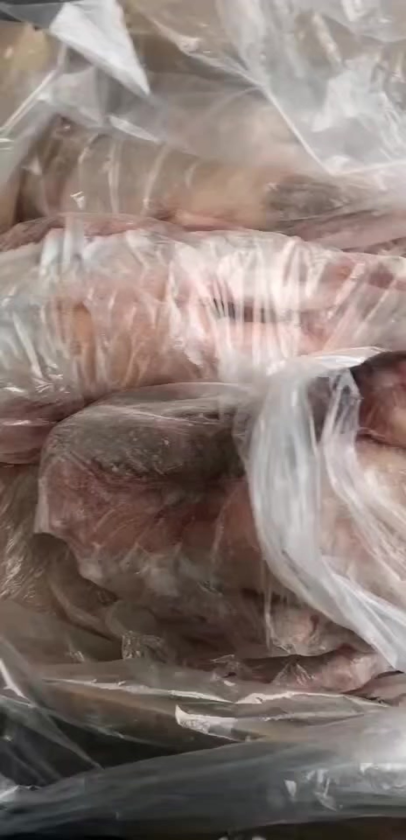 老鹅实拍