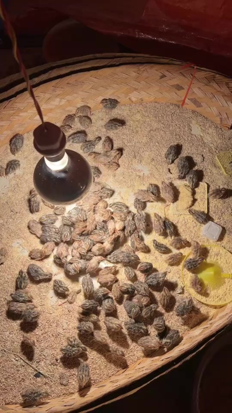 鹌鹑
