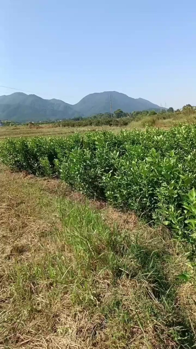 金兰柚苗